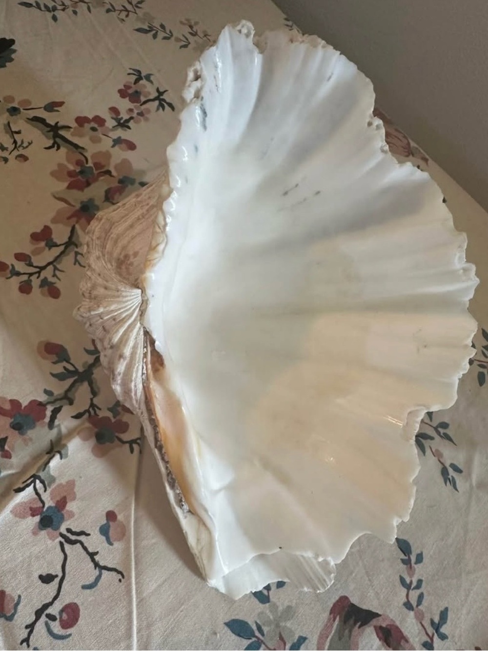 Real Giant Clam Shell - Cream Decorative Home Accent - Picture 4 of 5